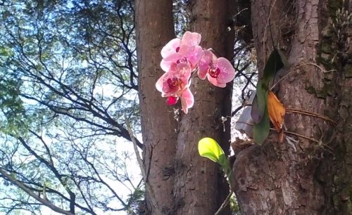 jardim destaque